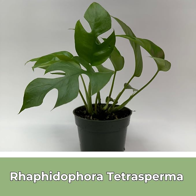Mini Monstera Plant Live - Rare Rhaphidophora Tetrasperma with 4 Inch Pot - Easy to Care and Grow Indoor Houseplants for Home Office Wedding Decor & Birthday Gift