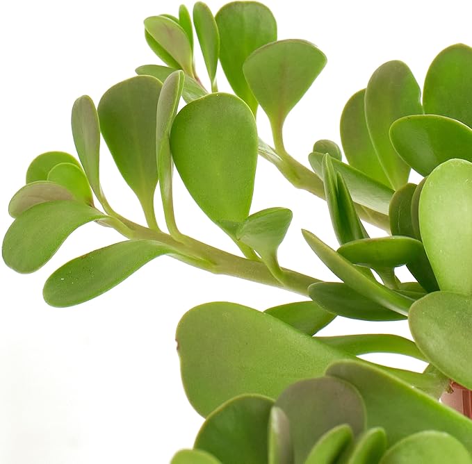 Shop Succulents Trailing Jade Succulent Plant, Senecio Jacobsenii, Fully Rooted Live 6" Succulent Plant with Hanger, Low Maintenance Indoor Plant, Hardy Succulents, Favors, Gifts & Garden