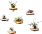 MITIME air plant holder, small air plant display stand. Wall mount to save space, wall decoration. (Plants not included) (Set of 6)