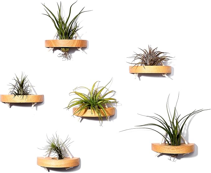MITIME air plant holder, small air plant display stand. Wall mount to save space, wall decoration. (Plants not included) (Set of 6)