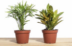 Shop Succulents | Standing Collection | Hand Selected, Air Purifying Live Indoor House Plant, Croton Petra & Parlor Palm