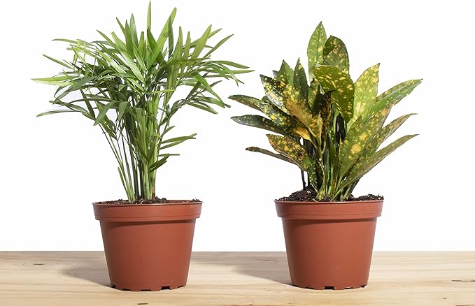 Shop Succulents | Standing Collection | Hand Selected, Air Purifying Live Indoor House Plant, Croton Petra & Parlor Palm