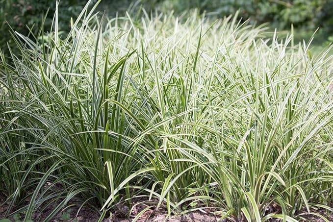 RedCrocus Ice Dance' Sedge Grass, Carex morrowii 'Ice Dance', Variegated Ground Cover, Shade Plant, Container Friendly, Deer Resistant, Pet Safe, Evergreen 1 Gallon (Pack of 2)
