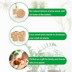 Belit 6 Pcs Air Plant Holder, Small Wooden Air Plants Live Holders for Home Decor (NO Plant Included)