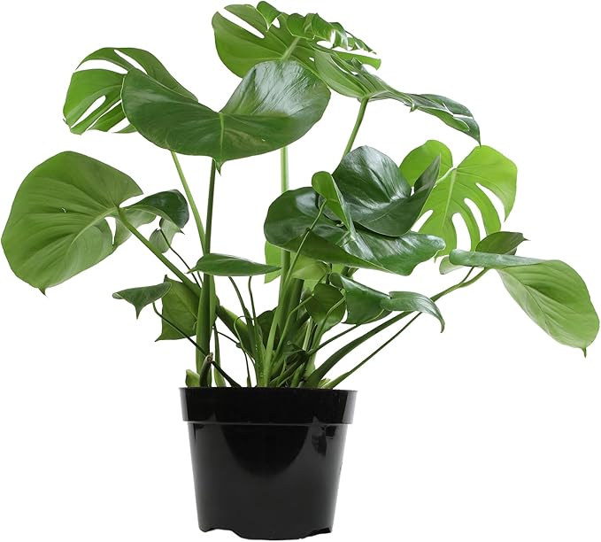 Monstera Deliciosa Live Plant (Approx. 2 ft Tall) in 8IN Grower Pot, Air Purifying Plants Indoor Plants Live Houseplants, Monstera Plant Live Plants Indoor House Plants by Plants for Pets