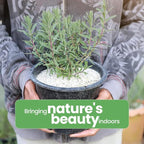 American Plant Exchange English Lavender – 6-Inch with Pot – Live Fragrant Flowering Herb Plant, Edible Aromatic Greenery for Home, Garden, Patio, or Balcony Decor