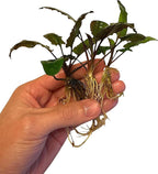 Cryptocoryne wendtii Green Live Aquarium Plants, 3 Pack, Indoor Aquatic Plant