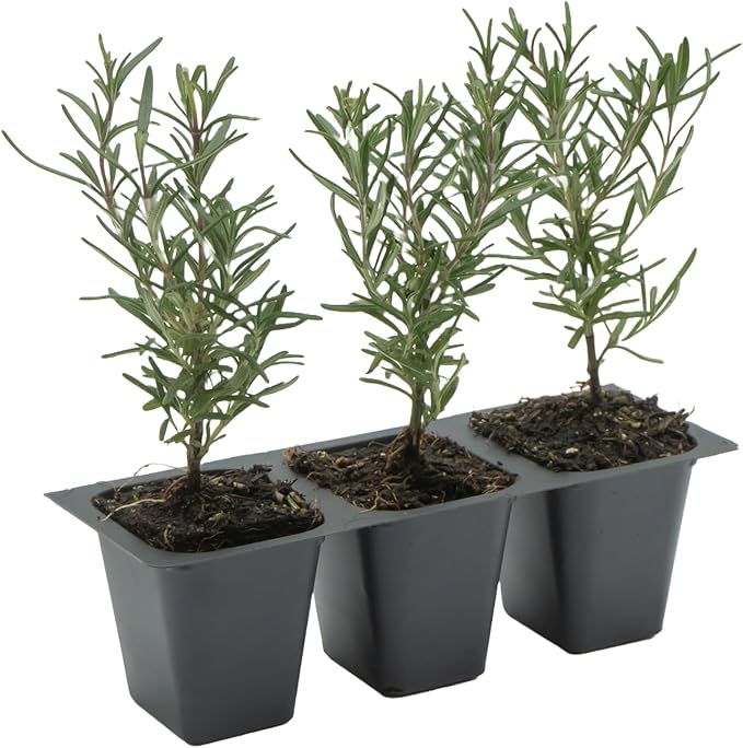 3 Tuscan Blue Rosemary, Live Plants – Rosmarinus Officinalis – Hardy & Fragrant Herb in 2.5” Nursery Pots – Grows Up to 5 Ft, Easy to Maintain, Great for Cooking, Landscaping & Aromatherapy