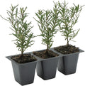 3 Tuscan Blue Rosemary, Live Plants – Rosmarinus Officinalis – Hardy & Fragrant Herb in 2.5” Nursery Pots – Grows Up to 5 Ft, Easy to Maintain, Great for Cooking, Landscaping & Aromatherapy