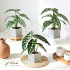 3pcs Small Fake Plants Artificial Begonia Leaves Faux Plants Indoor for Office Desk Shelf Bathroom Home Decor