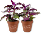 Purple Passion Plant - Royal Velvet - 2 Live Starter Plants - Gynura Aurantica - Beautiful Textured Colorful Foliage Indoor Houseplant