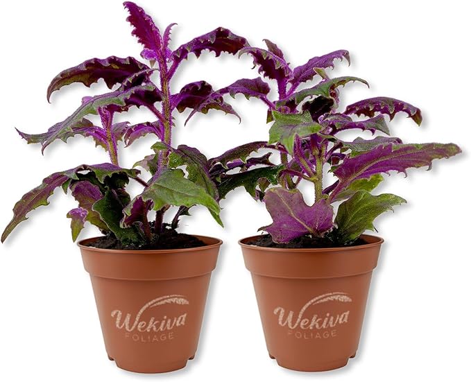 Purple Passion Plant - Royal Velvet - 2 Live Starter Plants - Gynura Aurantica - Beautiful Textured Colorful Foliage Indoor Houseplant