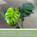 Monstera Deliciosa Live Plant With 4 Inch Pot - Monstera Swiss Cheese Plant - Split Leaf Indoor Plants Live Houseplants - Easy to Care Plants For Home, Office, Wedding Decor & Gift(Heat Pack Included)