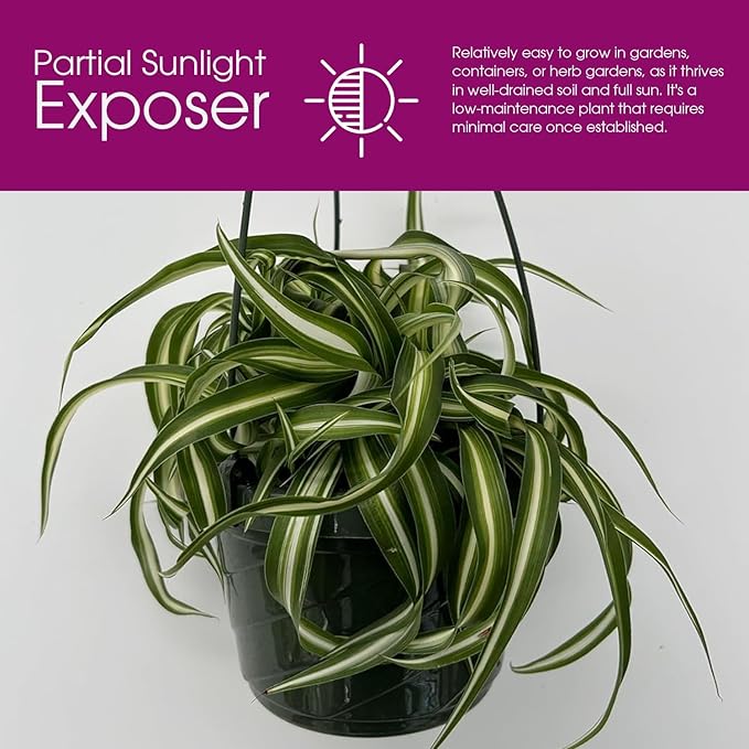 Spider Plant Live houseplant - Bonnie Curly Variety in Hanging Basked - Curly Variegated Green and White Leaves - Great air Purifier Plant, Perfect for Home and Office Decor