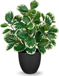 Villa Como 14.5" Artificial Plants Indoor Home Decor, Fake Potted Silk Plants for Shelves Living Room Decorative, Small Artificial Office Desk Plant in Pots, Faux Peperomia Hope Tropical House Plant
