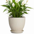 Ceramic Flower Pots, 8 Inch Plant Pot with Drainage Hole and Saucer, Modern Planters for Indoor Plants, Round Indoor Pots for Plants, Office Home Decor, Plant Lover Gifts, Cream White
