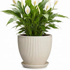Ceramic Flower Pots, 8 Inch Plant Pot with Drainage Hole and Saucer, Modern Planters for Indoor Plants, Round Indoor Pots for Plants, Office Home Decor, Plant Lover Gifts, Cream White