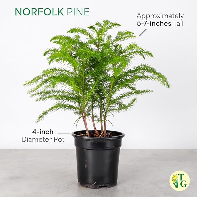 Thorsen's Greenhouse Live Norfolk Island Pine Plant, Christmas Greenery Gift or Decor, Air Purifying Premium Indoor Houseplant, Mature 4" Diameter Pot (Nursery Pot, 4-inch Pot)