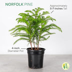 Thorsen's Greenhouse Live Norfolk Island Pine Plant, Christmas Greenery Gift or Decor, Air Purifying Premium Indoor Houseplant, Mature 4" Diameter Pot (Coffee, 4-inch Pot)