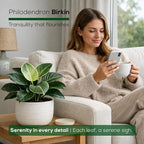 Philodendron Birkin Plant (4 Pack) Live Starter Plug Plants, Variegated Indoor Houseplants, Tropical Philodendron Plants Live, Easy Care Houseplants, White Striped Foliage Plants for Indoor Growing