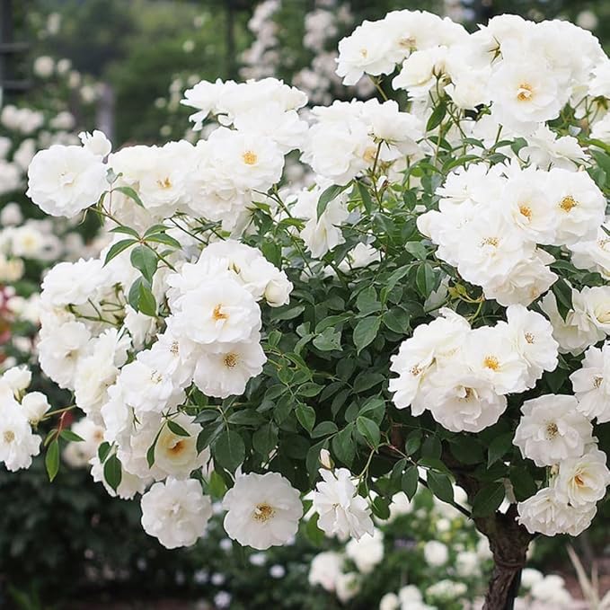 Fragrant Rose Plant Live Bush Shrub or Climbing, Old-Fashioned Roses Summer Rebloomer in 2.5 Inch Pot, Lanscape Rose Plant (Assorted) (White)
