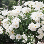 Fragrant Rose Plant Live Bush Shrub or Climbing, Old-Fashioned Roses Summer Rebloomer in 2.5 Inch Pot, Lanscape Rose Plant (Assorted) (White)