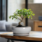 SQOWL Bonsai Tree Pots - 8 Inch Ceramic Plant Pots for Succulents, Shallow Planter with Drainage Hole and Saucer, Round Planter Indoor Outdoor, Bowl Planters, Home Decor, Gift for Plant Lover, Gray