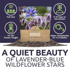 Borage Seeds – Extra Large Packet – Over 1,200 Open Pollinated Non-GMO Wildflower Seeds – Borago officianalis