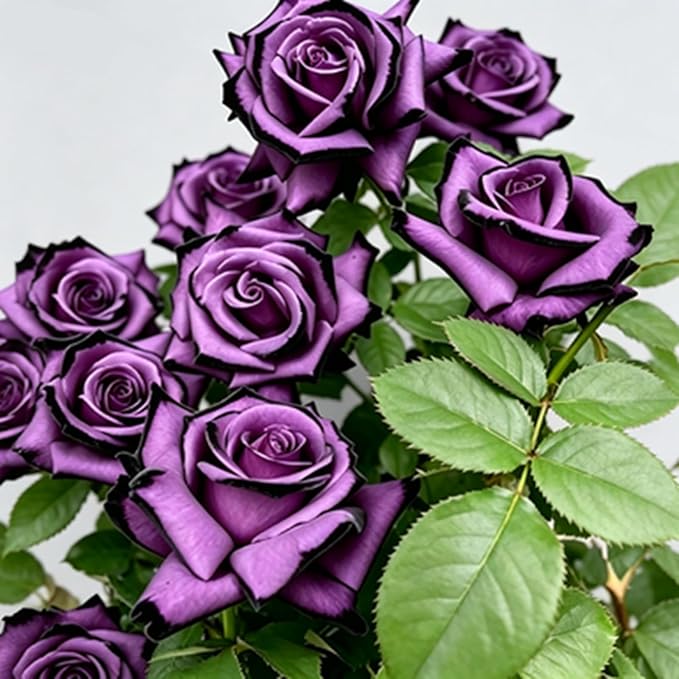 Rare Roses Seeds, 500 Pcs, Sunset Colored Blooming Plants for Garden Flower Beds, Borders & Cut Flowers, Prolific Outdoor Rose Seeds Thriving in Full Sun & Well-Draining Soil (Purple)