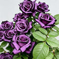 Rare Roses Seeds, 500 Pcs, Sunset Colored Blooming Plants for Garden Flower Beds, Borders & Cut Flowers, Prolific Outdoor Rose Seeds Thriving in Full Sun & Well-Draining Soil (Purple)