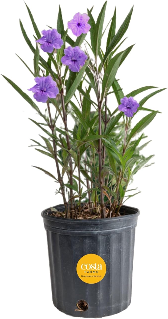 Costa Farms Ruellia Live Plant | Blooming Purple Flowers | Outdoors Garden and Patio Plant in 10-Inch Grower Pot | Landscaping, Borders, Patio Containers | Drought-Tolerant, Butterfly Attractant