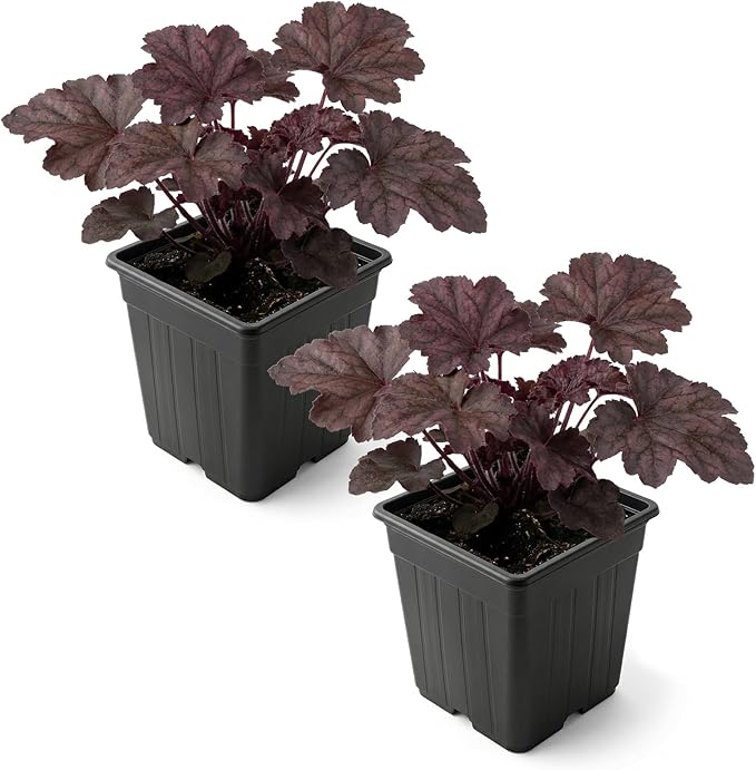 Live Heuchera Coral Bells 2-Pack – Purple Shades – Shade Perennial Foliage Plant, 10” Tall, 1 Qt Pot