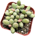 Live Cactus and Succulent Plants (2" Pot Tylecodon Schaeferianus 'Dragon Eggs')