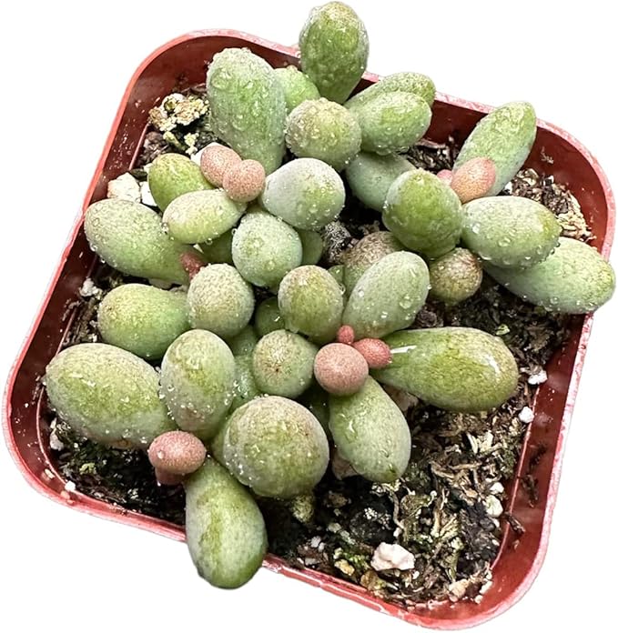 Live Cactus and Succulent Plants (2" Pot Tylecodon Schaeferianus 'Dragon Eggs')
