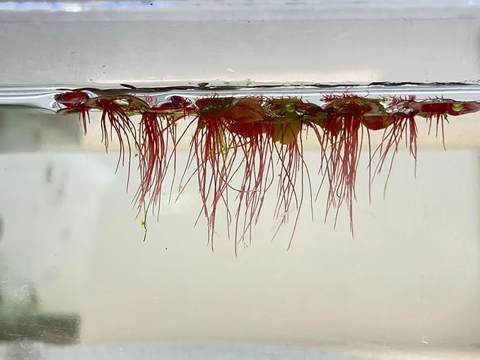 30+ Red Root Floater - Live Aquarium Plants