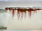 30+ Red Root Floater - Live Aquarium Plants