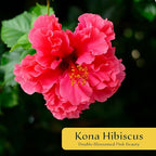 2 Kona Hibiscus | Live Plants in 2.5-inch Nursery Cubes | Hibiscus rosa-sinensis Hybrid Variety | Tropical Evergreen Floral Shrub | Large Pink Double-Blossom Flowers for Home and Garden