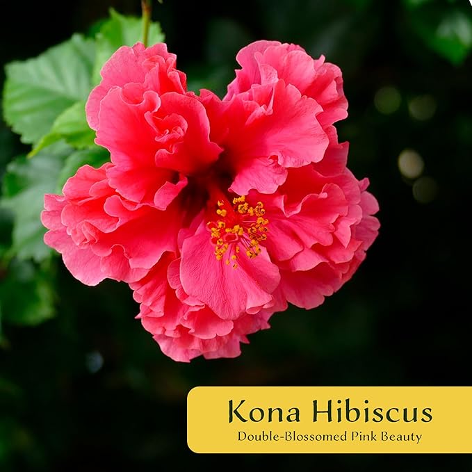 4 Kona Hibiscus | Live Plants in 2.5-inch Nursery Cubes | Hibiscus rosa-sinensis Hybrid Variety | Tropical Evergreen Floral Shrub | Large Pink Double-Blossom Flowers for Home and Garden