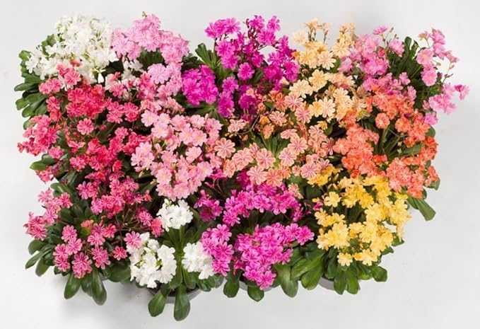 20 LEWISIA Cotyledon-Hybr. [Galaxy Mix Excellent in containers