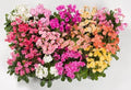 20 LEWISIA Cotyledon-Hybr. [Galaxy Mix Excellent in containers
