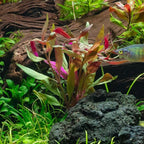 SubstrateSource Live Plant - Alternanthera Reineckii Lilacina Red Stem Tissue Culture Aquatic Live Aquarium Plant - 100% Snail Free in Vitro Cup (AR Lilacina)