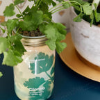 Modern Sprout Mason Garden Jar + Replant Kit - Self-Watering Hydroponics Growing System Kit w/Organic Herb Seeds - Jar Planter for Indoor Herb Garden - Seed Starter - Home Decor Gifting - Cilantro