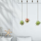 Hanging Air Plants Holders, 2Pcs Metal Air Plant Hangers for Small to Medium Sized Air Plants, Himmeli Geometric Planter to Add a Sense of Style and Relaxation for Home Office (2pcs, Gold)