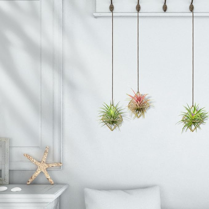 Hanging Air Plants Holders, 2Pcs Metal Air Plant Hangers for Small to Medium Sized Air Plants, Himmeli Geometric Planter to Add a Sense of Style and Relaxation for Home Office (2pcs, Gold)