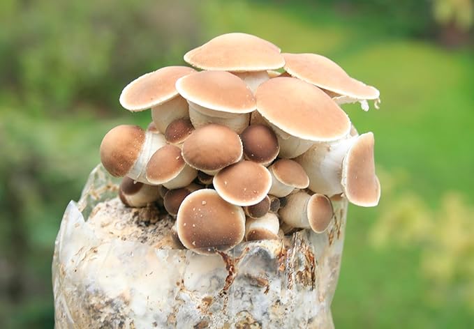Root Mushroom Farm- Mushroom Liquid Cultures/Black Poplar or Pioppino(agrocybe aegerita)
