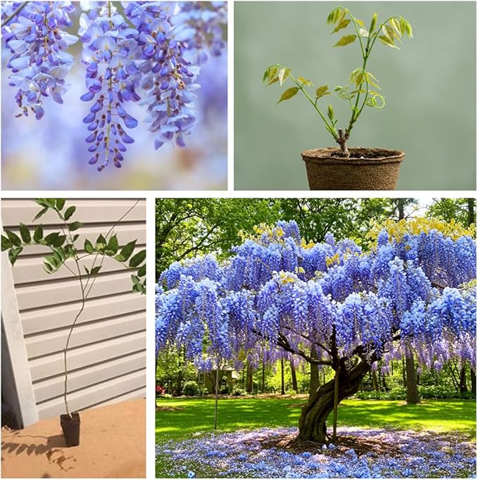Blue Moon Wisteria Live Tree Seedling – 1 Healthy Plant for Planting – Fast-Growing Vine with Fragrant Lavender-Blue Blooms – Ideal for Trellises, Arbors, and Garden Landscaping