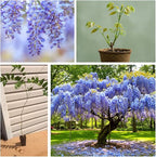 Beautiful Blue Moon Wisteria, Vine Plant, Attracts Hummingbirds, Potted Plant Fragrant Flowrs, in Dormancy (1-2 Feet). not for Sale California