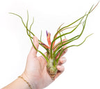 Air Plant Shop Large Bulbosa Belize Air Plants - Succulents - Live Tillandsia - Easy Care Indoor and Outdoor House Plants (Pack of 1)