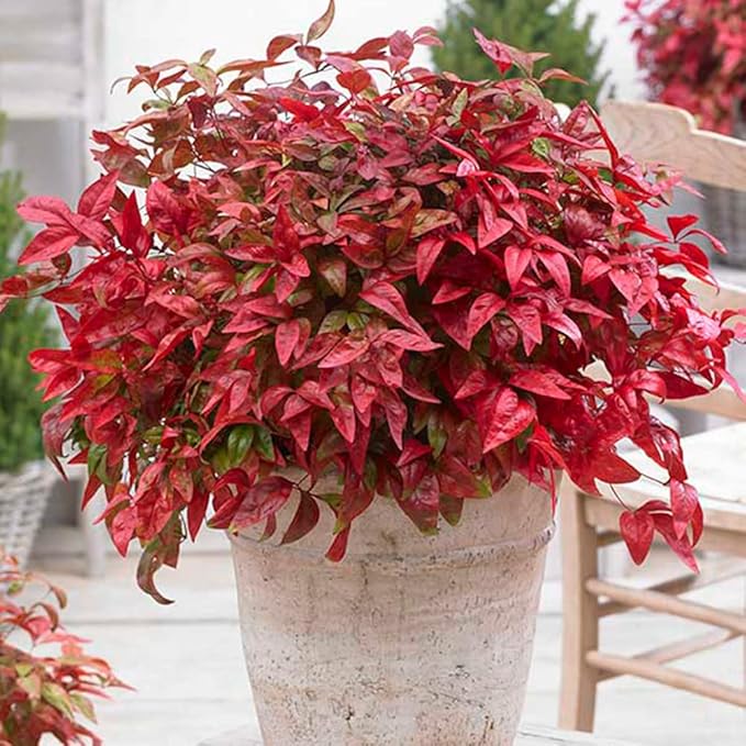 Blooming & Beautiful - Blush Pink Nandina - 3 gal - Southern Living - Dwarf Evergreen Shrub - Pink Colored Foliage - Compact Low Growing - Zones 6-10 - Nandina domestica 'Aka' PP19916-3 Gallon Pot