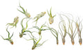 Pack of Wild Ones Air Plants - Tillandsia Caput Medusae, Butzii & Bulbosa Guatemala - Succulent House Plants for Holders - Available in Wholesale/Bulk - Easy Care Indoor/Outdoor Plants (Pack of 12)
